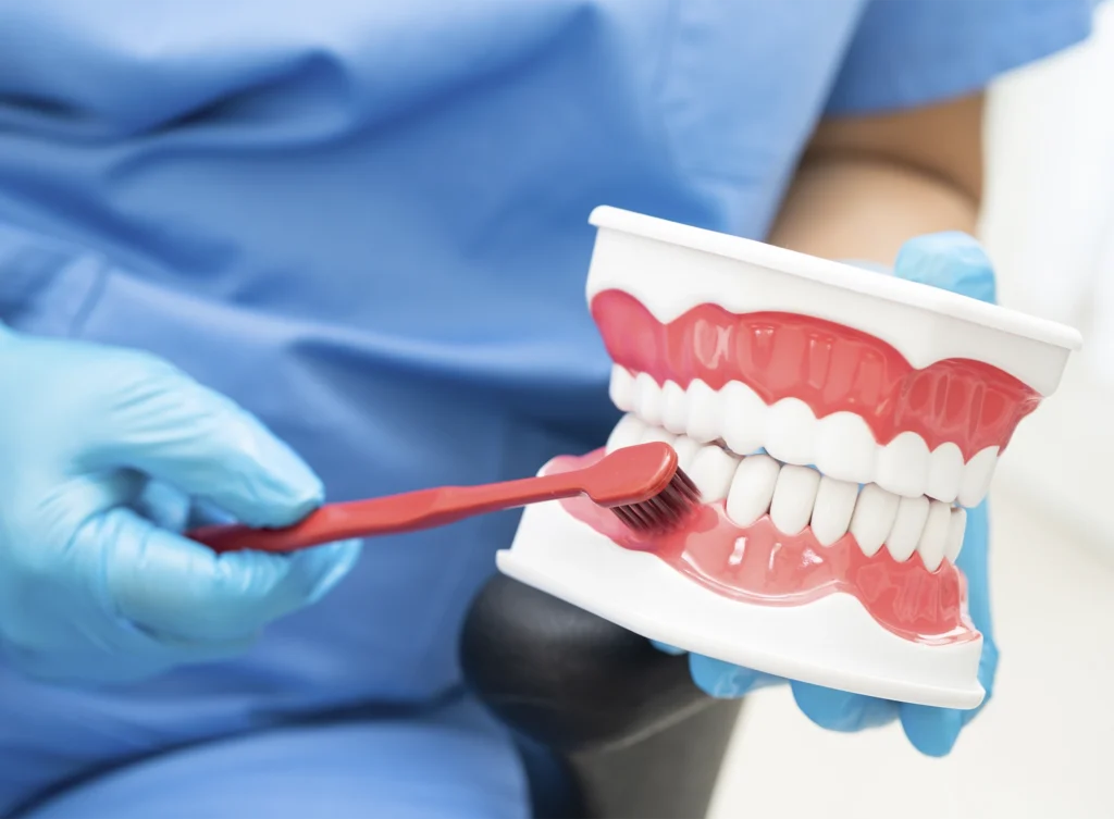 Dentista recomendado en Almería muestra con un modelo dental la técnica de cepillado y explica tratamientos de alargamiento coronario e injerto de encía en la clínica Gutiérrez Odontólogos